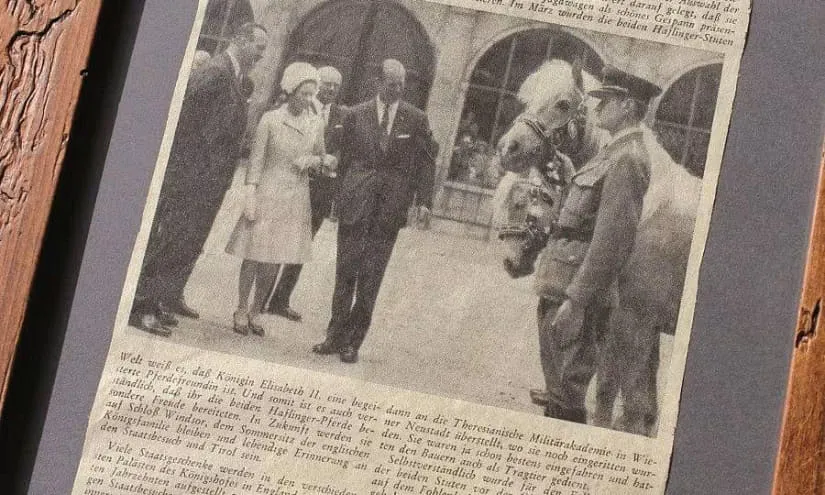 Zeitungsartikel über Haflinger für die englische Königin